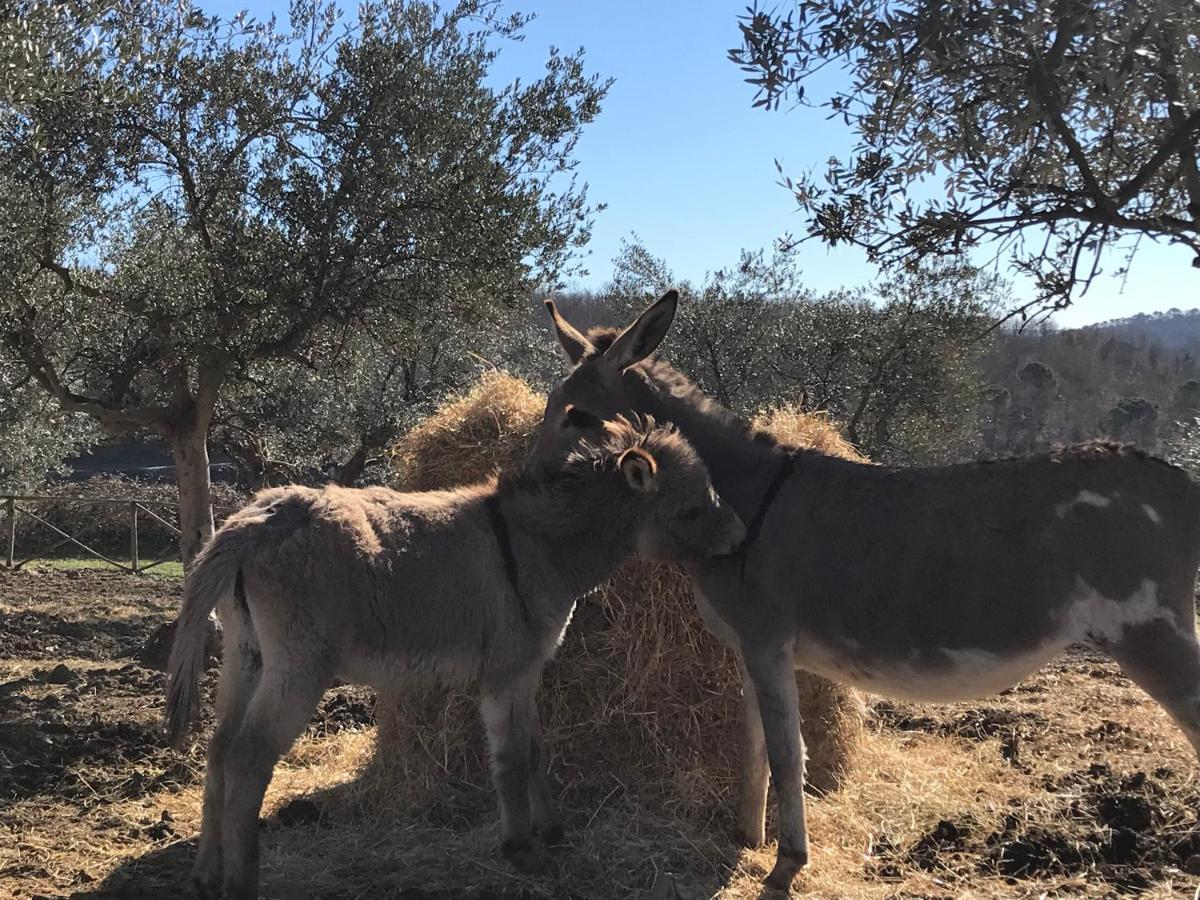 Il Fiorino Di Badia Apartamento *