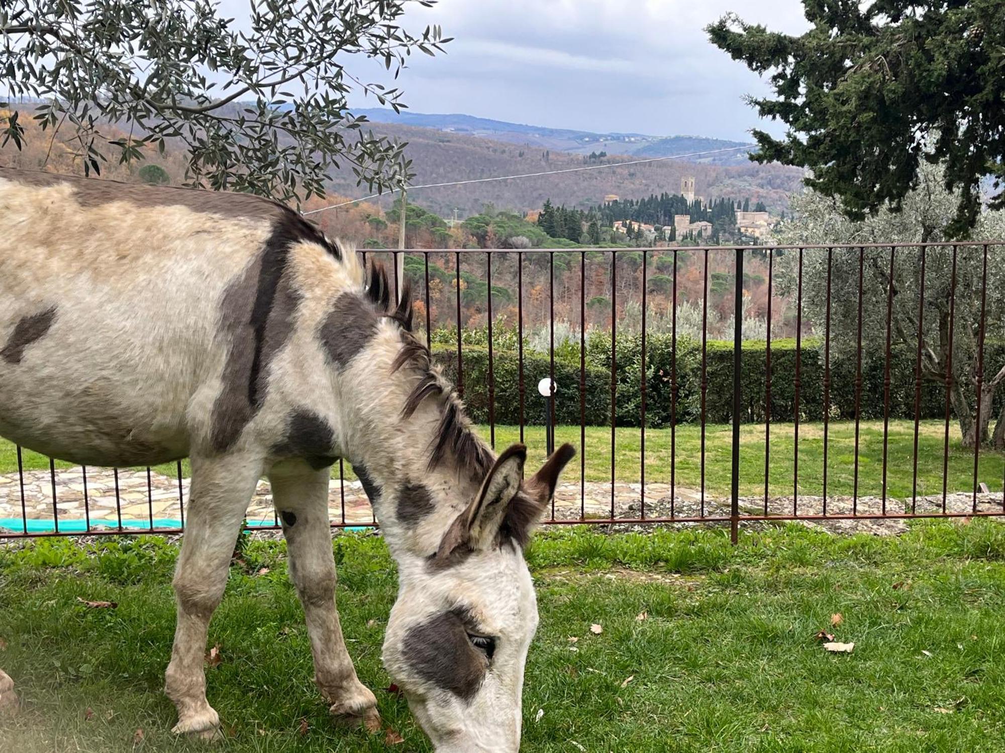 Il Fiorino Di Badia Appartement Badia A Passigano